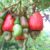 Mbunge alalamikia malipo kidogo ya Korosho